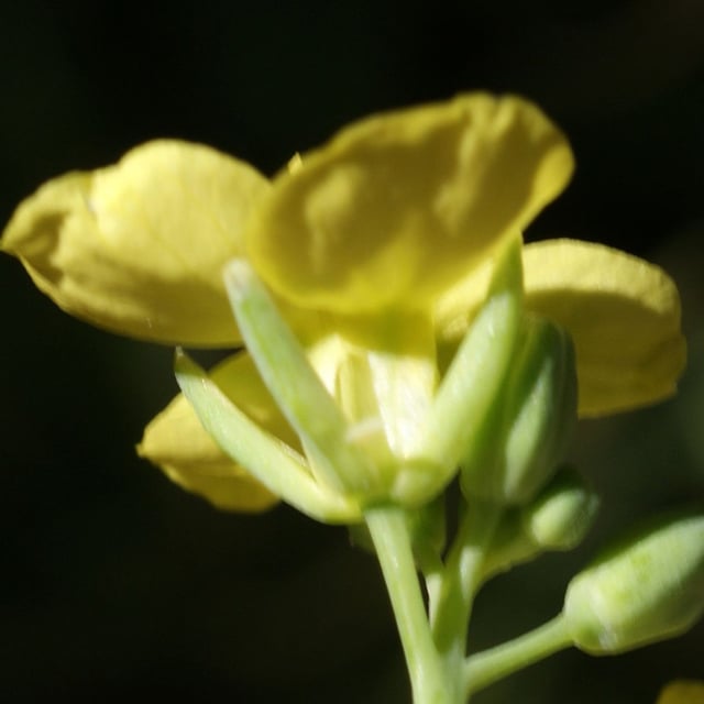 Conringia orientalis — flower