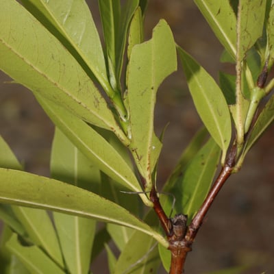 Alibertia edulis — leaf
