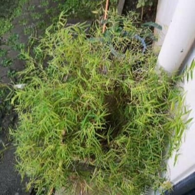 Pogonatherum paniceum — leaf