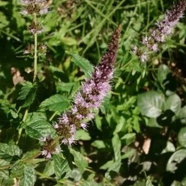 Mentha spicata — flower