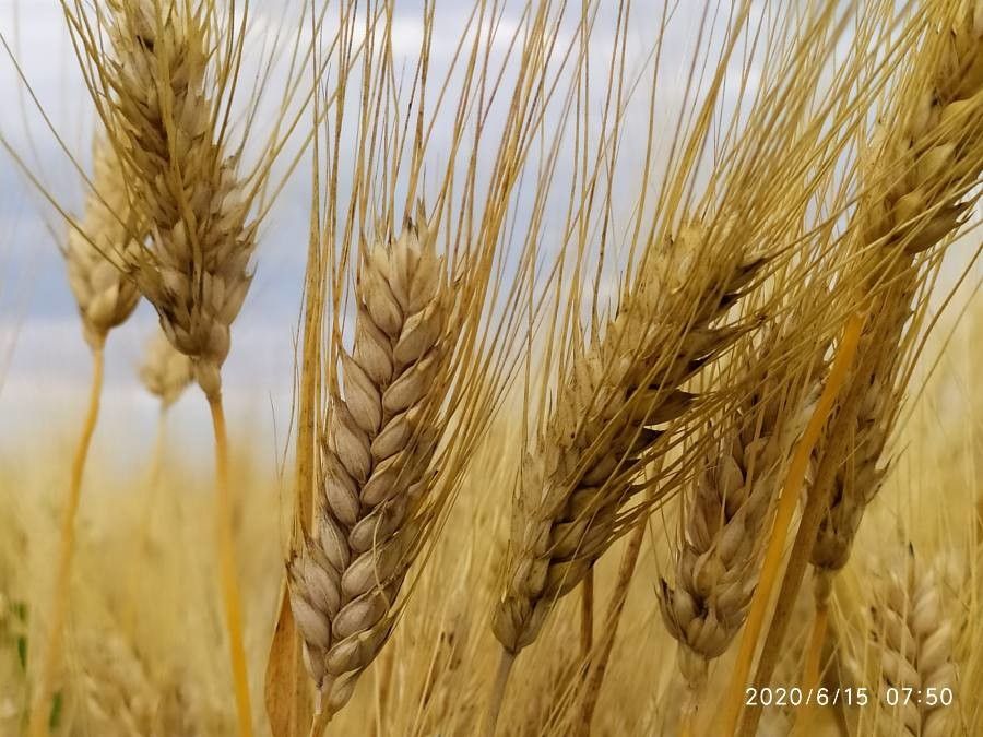Pasta wheat