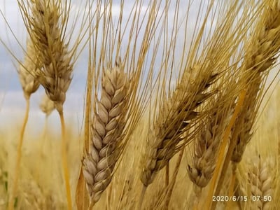 Pasta wheat