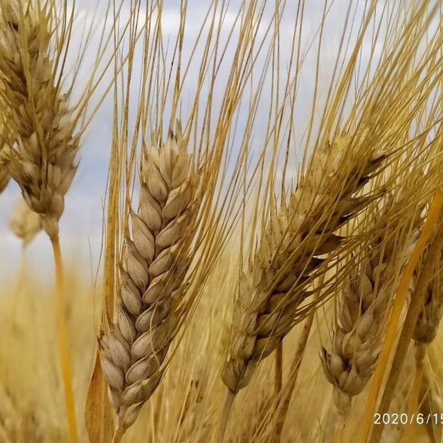 Triticum turgidum subsp. durum — flower
