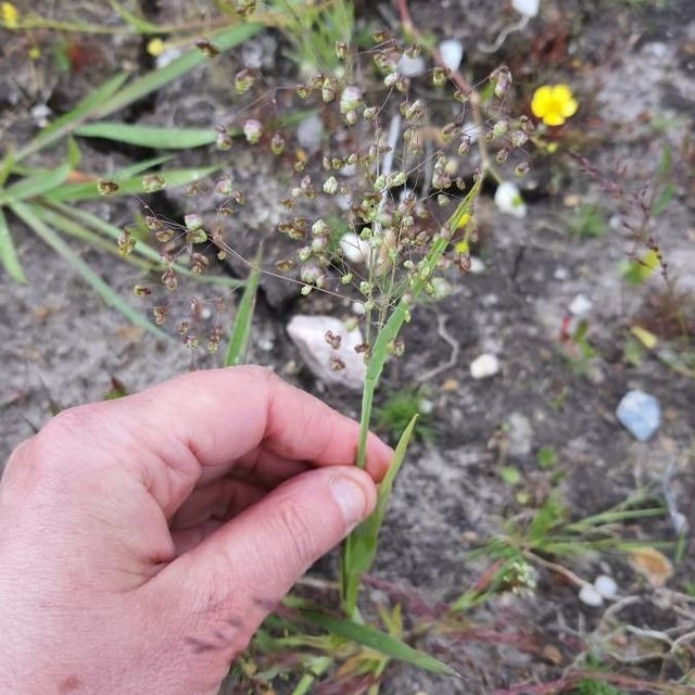 Briza minor — flower