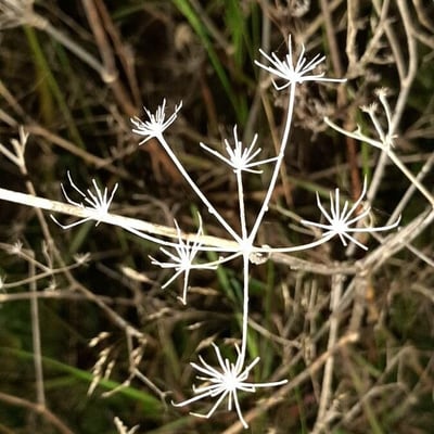 Seseli tortuosum — flower