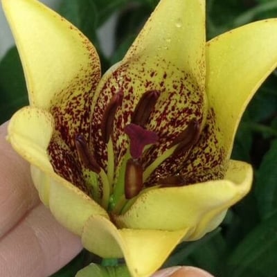 Lilium philadelphicum — flower