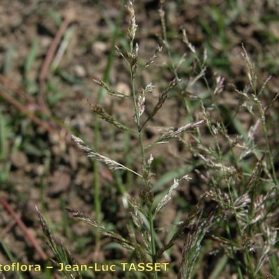Eragrostis pilosa — flower