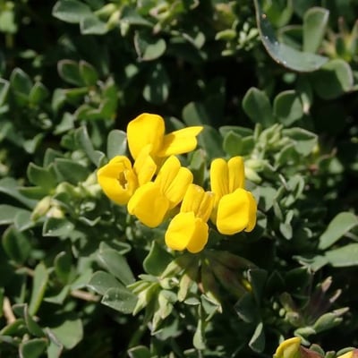 Lotus cytisoides — flower