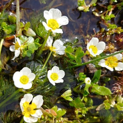 Ranunculus penicillatus — flower