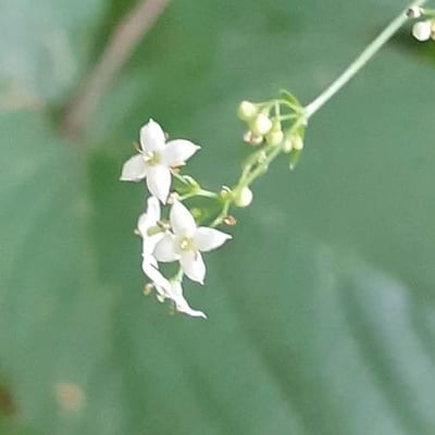 Galium aristatum — flower