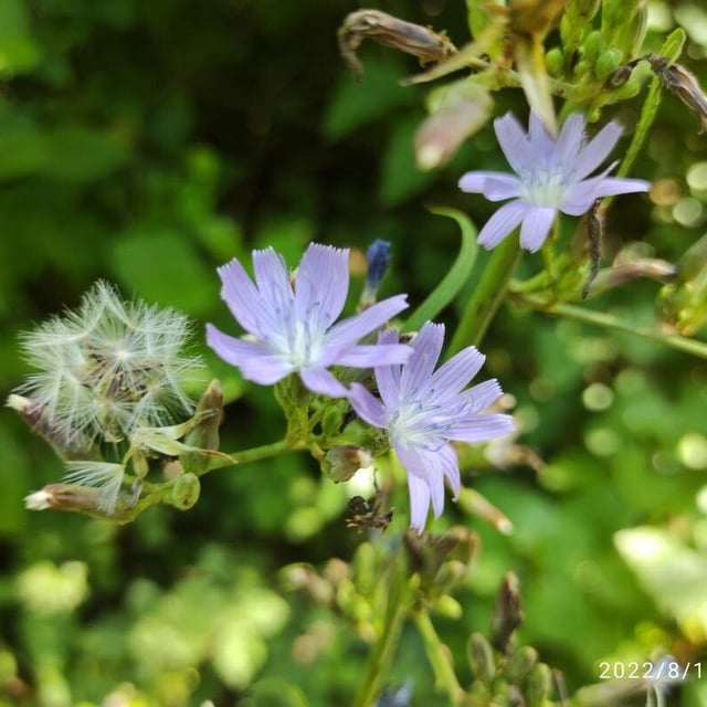 Lactuca floridana — flower