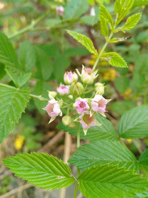 Korean blackberry