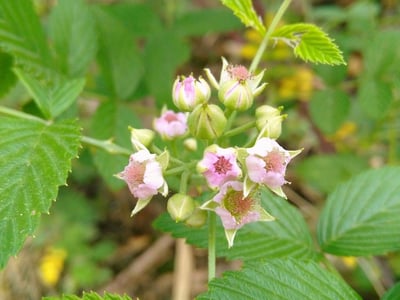 Korean blackberry