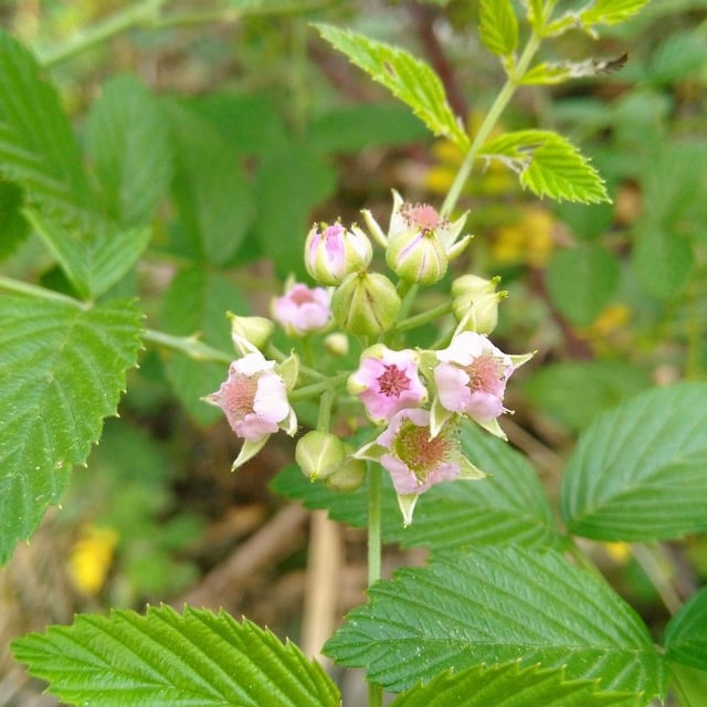 Korean blackberry