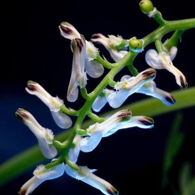 Fumaria capreolata — flower