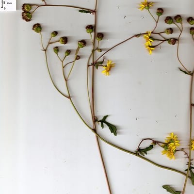 Jacobaea erratica — flower