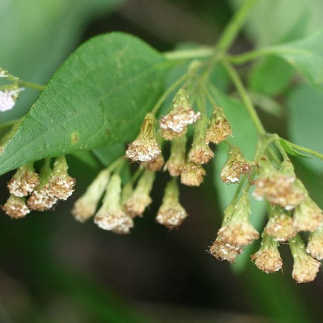 Chromolaena odorata — flower