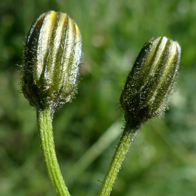 Crepis mollis — flower