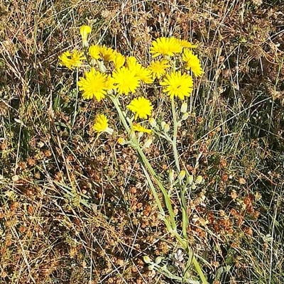 Crepis capillaris — flower