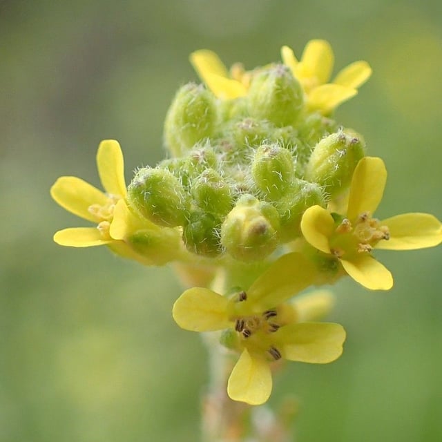 Sisymbrium officinale — flower