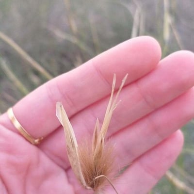 Lygeum spartum — flower