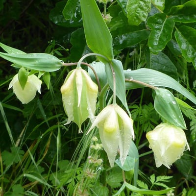 Calochortus albus — flower