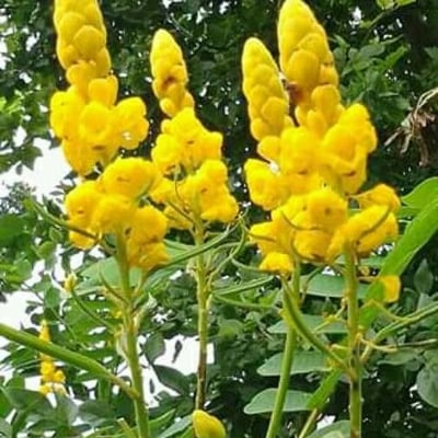 Senna alata — flower