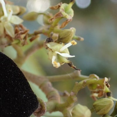 Dialium guineense — flower
