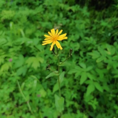 Crepis paludosa — flower