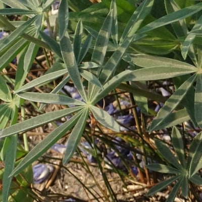 Lupinus latifolius — leaf