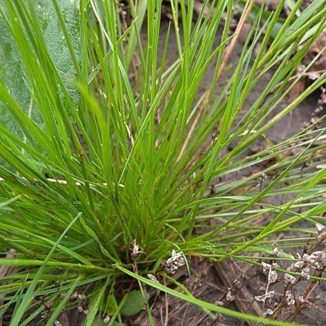 Agrostis hyemalis — leaf
