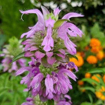 Monarda citriodora — flower