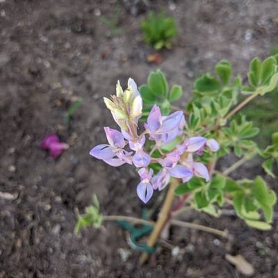 Lupinus succulentus — flower