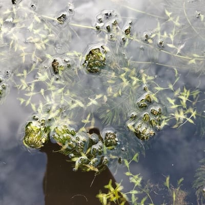 Lemna trisulca — leaf