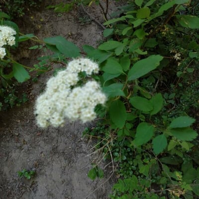 Spiraea betulifolia — flower