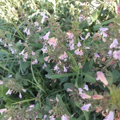 Salvia officinalis — flower