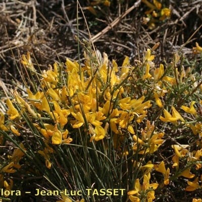 Genista versicolor — habit