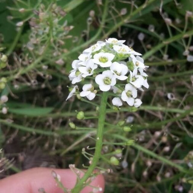 Lobularia maritima — flower