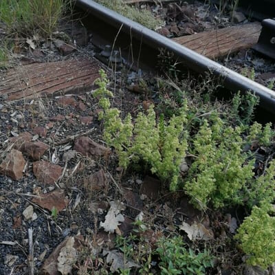 Galium maritimum — flower
