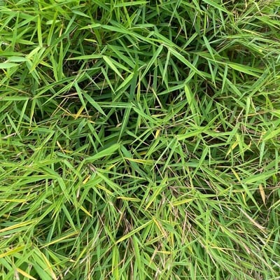 Pogonatherum paniceum — leaf