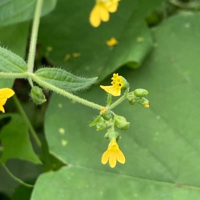Milleria quinqueflora — flower
