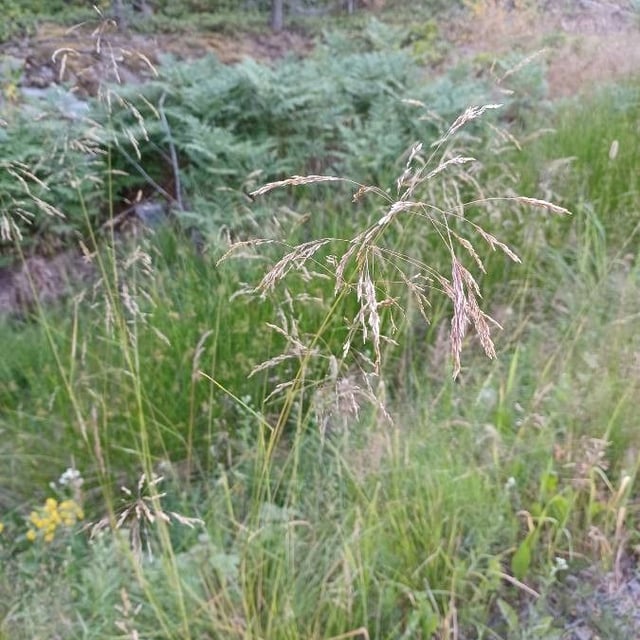 Poa palustris — flower