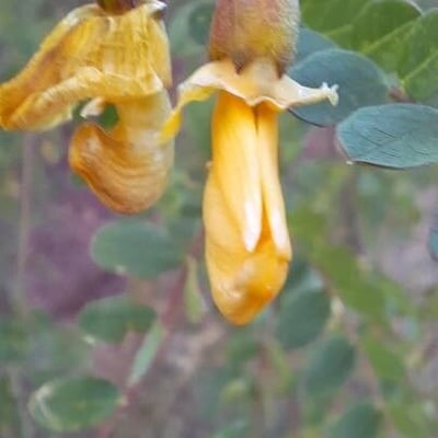 Colutea arborescens — flower