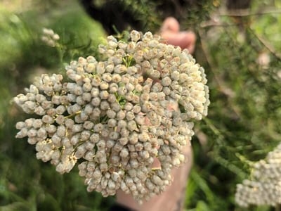 Ligurian yarrow