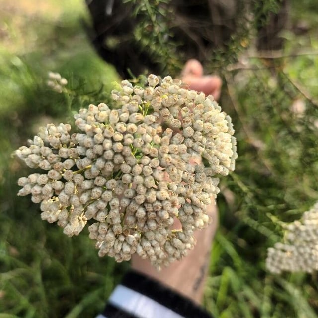 Ligurian yarrow