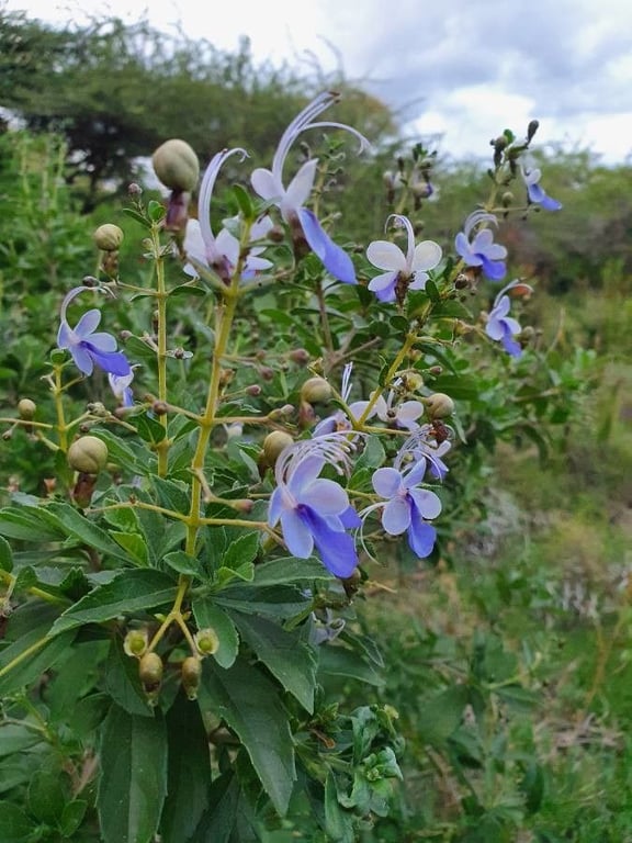 Butterfly-bush