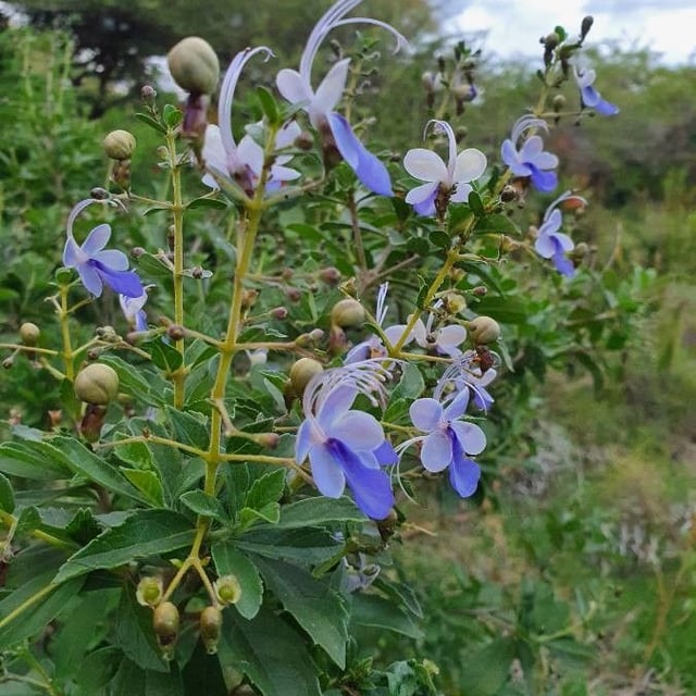 Butterfly-bush