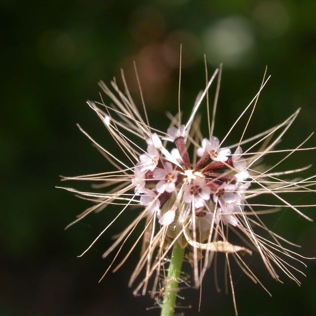 Krigia virginica — flower