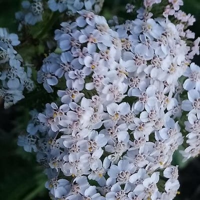 Achillea odorata — flower