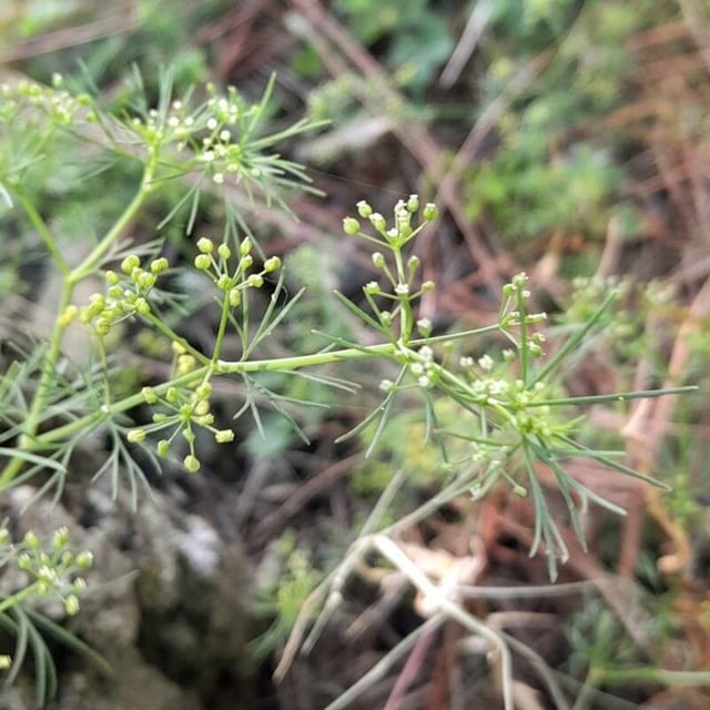 Cyclospermum leptophyllum — flower